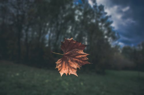 花间浪子二十部