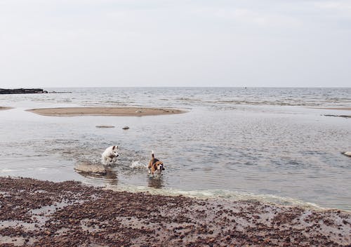 校园风流邪少