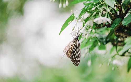 五重罗生门