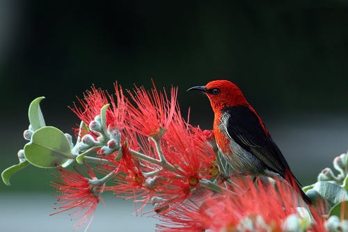 花花门生