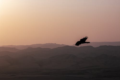 我的师兄太稳健了