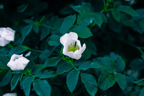 挽留明月珰