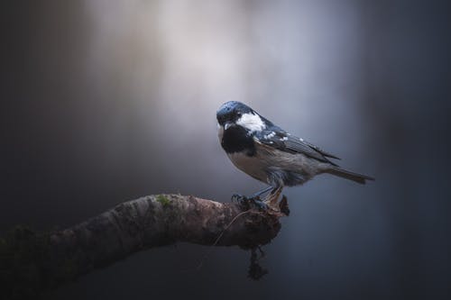 霸爱甜心小老师