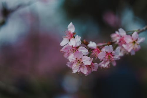 总载爹地宠上天唐悠悠